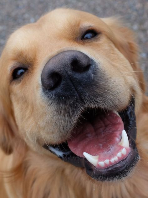 Golden Retrievers, Dog Smiling, Smile Teeth, Loyal Dogs, Cute Smile, Wallpaper Image, Dog Teeth, Dog Puppy, Cute Dog