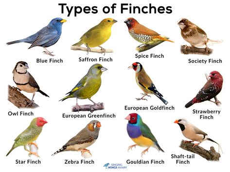 Finches: List of Types With Pictures & Care Tips | Singing-Wings-Aviary.com Finches Bird Pets, Finch Cage Ideas, Society Finch, Birds Types, Type Of Birds, Finch Aviary, Aviary Birds, Bird Meaning, Finch Cage