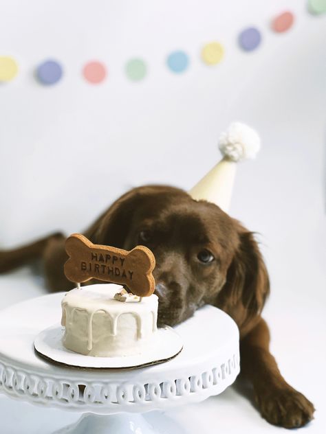 Dog Birthday Photoshoot, Dog Birthday Pictures, Dog Party Decorations, Perro Shih Tzu, Dog First Birthday, Dog Birthday Cake, Dog Photoshoot, Dog Bakery, Dog Cakes