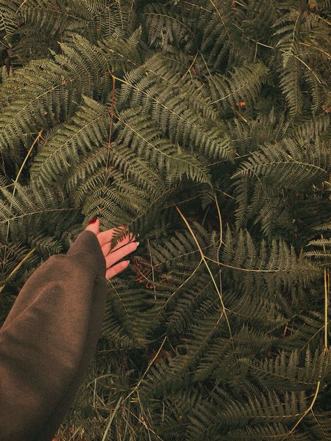 Captured with iPhone 11 #nature #plants #ferns #forest Pine Tree Aesthetic, Fern Aesthetic, Book Core, Tree Aesthetic, Soul Searching, Nature Plants, Pine Tree, Fern, Iphone 11