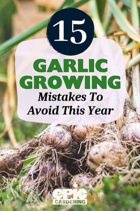 Close up of a pile of freshly picked garlic cloves from the garden Planting Garlic In Fall, Growing Garlic From Cloves, When To Harvest Garlic, When To Plant Garlic, Cold Weather Plants, Harvest Garlic, Plant Garlic, Growing Vegetables At Home, Spring Blooming Flowers