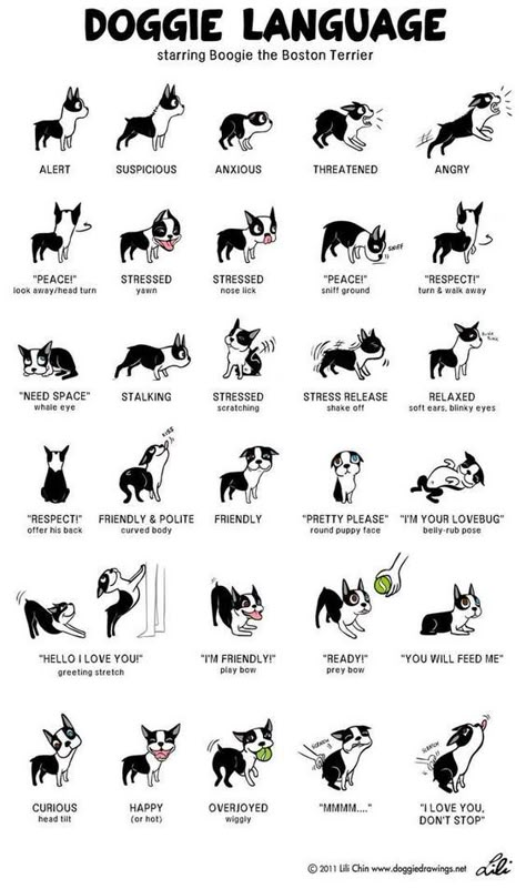 Foods Dogs Can Eat, Basic Life Skills, Meds For Dogs, Dog Body Language, Dog Remedies, Dog Health Tips, Dog Language, Cute Animals Puppies, Crazy Hair Day