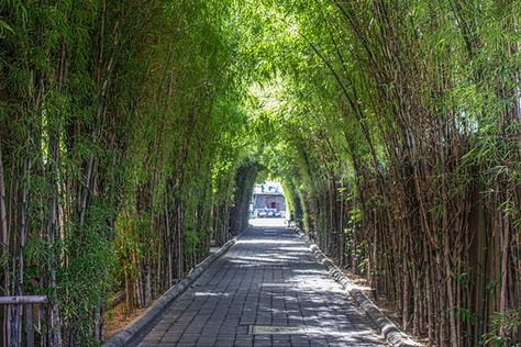 The bamboo covered driveway leading from the street to the hotel entrance Resort Driveway Entrance, Bamboo Driveway, Bamboo Entrance, Covered Driveway, Beautiful Driveways, Atrium Design, Green Village, Urban Hotels, Driveway Entrance