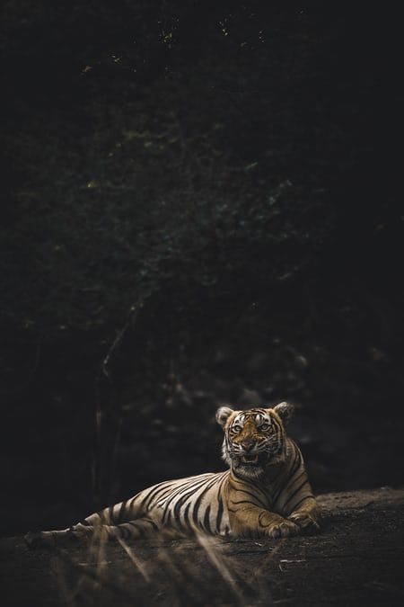 tilt-shift lens photography of ram photo – Free Animal Image on Unsplash Tiger Images, Tiger Poster, Tiger Pictures, Beach Images, Cartoon Posters, Tiger Face, Bengal Tiger, Tiger Woods, Nature Images