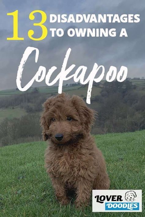 Cockapoo Haircut, Toy Cockapoo, Cockapoo Grooming, Mini Cockapoo, Cockapoo Breeders, Black Cockapoo, Cockapoo Puppies For Sale, New Puppy Checklist, Puppy Checklist