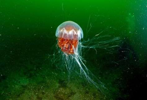 GIANT ‘killer’ jellyfish are set to appear in the waters off UK beaches as temperatures soar this week. Forecasts of up to 34C in some areas could tempt vast Portuguese Man o’ War jellyfish, which can grow tentacles the size of FIVE double-decker busses, up from their deep ocean lairs. The huge fish drift unseen […] Jellyfish Sketch, Giant Jellyfish, Jellyfish Species, Lion's Mane Jellyfish, Jellyfish Sting, Uk Beaches, Lion Mane, Deep Ocean, Man O