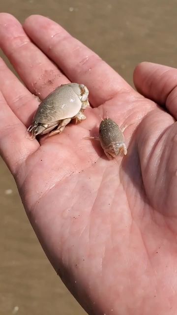 Ocean Life on Instagram: "👉SAND FLEAS👈⁣⁣ Tag a friend who'd love this!⁣⁣⁣ Video by @oceans.unknown⁣⁣ ⁣⁣ You can find sand fleas on almost any sandy beach. There are tons of them along the Southern California beaches. You can dig them out of the sand. They are also really good for fish bait. Lots of fun for kids, and to scare your little sister 😉⁣⁣ ⁣⁣ #sandfleas #marinelife #socalbeaches #labeaches #ocean #sea #marineconservation #fishbait #losangeleswildlife #oceanlife" Sand Fleas, Southern California Beaches, Fish Bait, California Beaches, Ocean World, Video Nature, Nature Ocean, She Sells Seashells, Marine Conservation