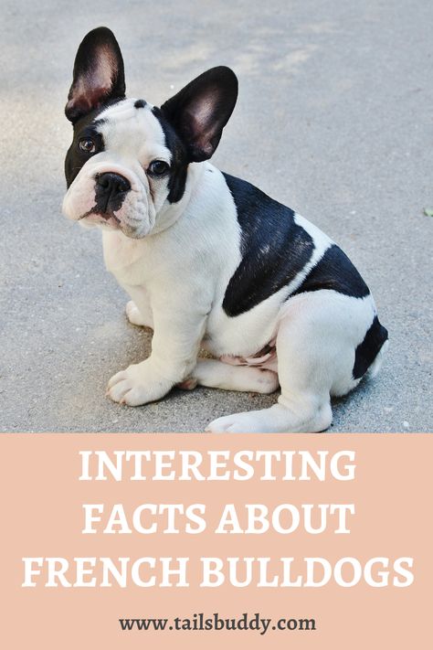 French Bulldog Quotes, French Bulldog Names, French Bulldog Breed, Bulldog Names, French Bulldog Facts, Cooking Substitutions, Cool Facts, French Dogs, Unique Facts