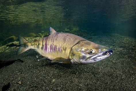 Chum salmon male oncorhynchus keta Salmon Photography, Chum Salmon, Pacific Salmon, Underwater Images, Salmon Eggs, Types Of Insects, Sockeye Salmon, Atlantic Salmon, Salmon Fish