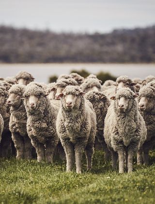 Sease showcases the innovative future of Merino wool Fiber Farm, Australian Sheep, Farm Painting, Carbon Sequestration, Farm Paintings, Merino Sheep, Marine Environment, Wool Clothing, Cute Horses