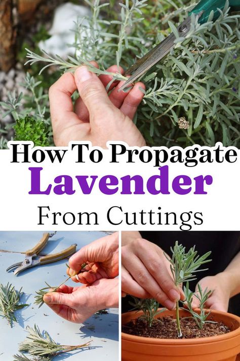 Looking to grow more lavender without spending on new plants? This complete guide shows you how to propagate lavender from cuttings with ease. Achieve beautiful results with simple steps. Save and share this informative guide. Click here to explore more and start growing today! Growing Lavender From Cuttings, How To Grow Cuttings From Plants, Rosemary And Lavender Hedge, Propagate Lavender From Cuttings, How To Grow Lavender From Cuttings, Lavender Cuttings How To Grow, How To Propagate Lavender From Cuttings, Propagating Lavender From Cuttings, Pruning Lavender Plants