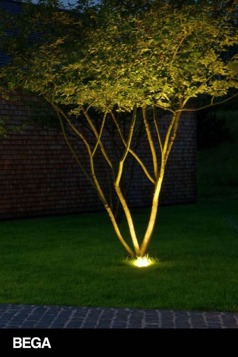 Wall Plants Indoor, Outdoor Tree Lighting, In-ground Lights, Indoor Plant Wall, Wall Plant Hanger, Landscape Lighting Design, Outdoor Trees, Facade Lighting, Outdoor Paradise