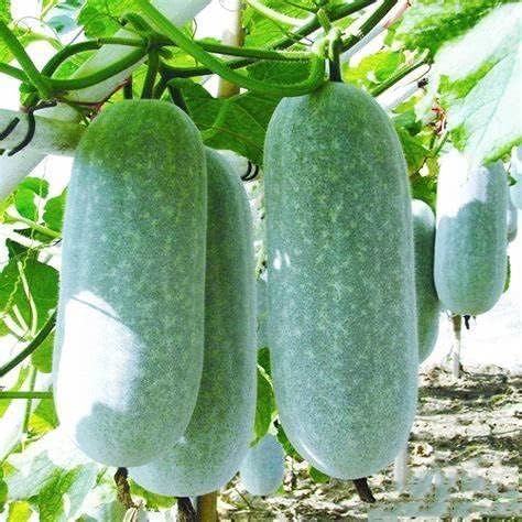 120 Winter Melon Seeds, Bi dao Chanh White Ash Benincasa Hispida Seeds Tong Qwa White Gourd Squash, Winter Gourd Wax Gourd/Dong Gua Pumpkin ash Seeds Non-GMO Gourd Vegetable, Melon Seeds, Winter Melon, Home Garden Plants, Fruit Plants, Herb Seeds, Perennial Garden, Planting Vegetables, Organic Vegetables