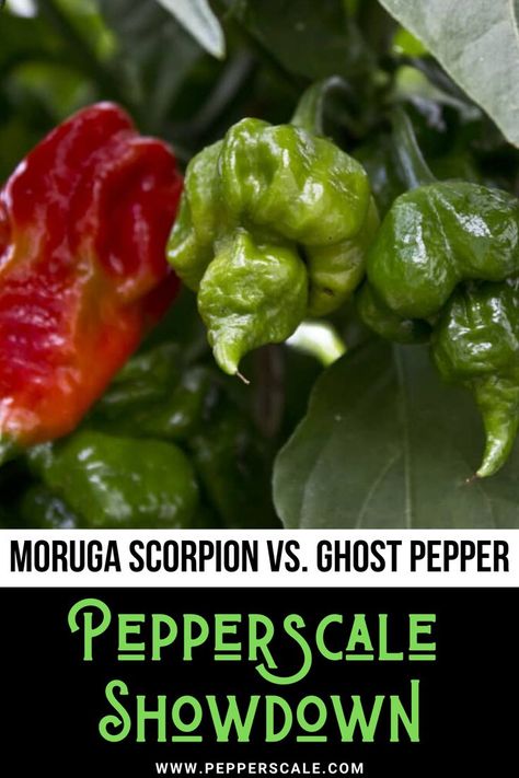 Trinidad Moruga Scorpion vs. ghost pepper. Which one is hottest? Can you buy them fresh, or are there at least spicy products out there that use these titans of the pepper scale? Let’s stack these chili peppers side-by-side and see what we’ve got in a PepperScale Showdown. #morugascorpion #ghostpepper #pepper #peppers Pepper Scale, Habanero Recipes, Growing Hot Pepper, Chilli Plant, Growing Peppers, Pepper Plant, Red Ghost, Hot Pepper Seeds, Ghost Pepper