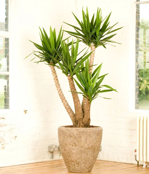 Yukka which can be grown in pots Yukka Plant, Indoor Tropical Plants, Architectural Plants, Yucca Plant, Plant Pot Diy, Indoor Trees, House Plants Decor, Ornamental Plants, Tropical Landscaping