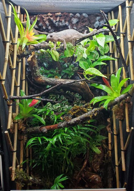 Veiled Chameleon Enclosure Ideas, Pet Camilion, Veiled Chameleon Care, Veiled Chameleon Enclosure, Chameleon Enclosure Ideas, Reptile Exhibit, Chameleon Cage Ideas, Chameleon Terrarium, Chameleon Enclosure