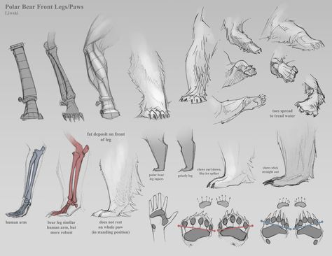 ✤ || CHARACTER DESIGN REFERENCES | 解剖 •  علم التشريح • анатомия • 解剖学 • anatómia • एनाटॉमी • ανατομία • 해부 • Find more at https://www.facebook.com/CharacterDesignReferences & http://www.pinterest.com/characterdesigh if you're looking for: #anatomy #anatomie #anatomia #anatomía #anatomya #anatomija #anatoomia #anatomi #anatomija #animal #creature || ✤ Polar Bear Paw, Paw Drawing, Bear Drawing, Anatomy Sketches, Art Tumblr, Animal Study, Animation Reference, Anatomy Drawing, Bear Paws