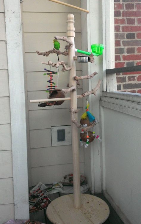 DIY Wood Gym Stand - petdiys.com Bird Play Gym, Homemade Bird Toys, Parrot Play Stand, Diy Parrot Toys, Cockatiel Toys, Diy Bird Cage, Parakeet Toys, Budgie Toys, Bird Pics