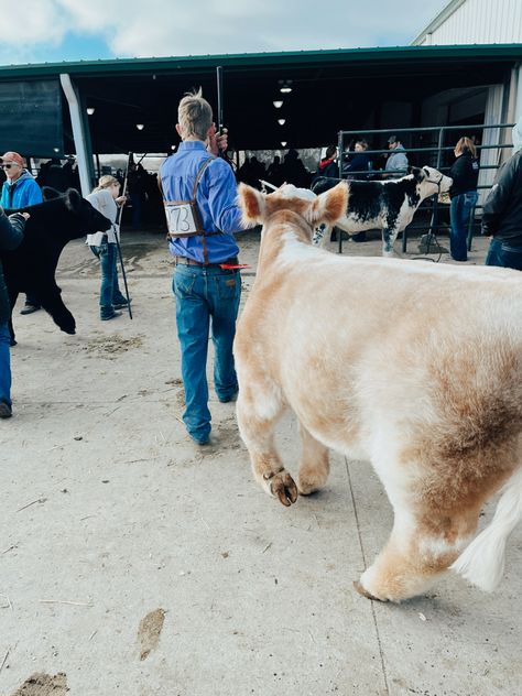 #Simmetal #cow #cattle #boy #steer #loveshowing #livestock #photography #moneymoves #patron #tequilla #whitecows #orangecow #bluesky #boots #jeans #buttondown #western #cowboy #showstick #showcow #showboy #heifer #winner #loser #grandchamp #wonit #lovecows #lovewestern #showcows Steer Showing, Showing Steers, Blow Dried Cow, Stock Aesthetic, Cow Showing, Livestock Photography, Showing Cattle, Livestock Showing, Livestock Judging