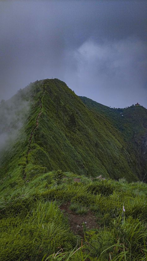 Andong, Books, Nature, Story Books, Flora Fauna, Live Free, Alam Yang Indah, Flora And Fauna, In This Moment