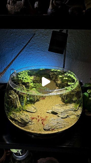 🌿Coco🌿 on Instagram: "I think I'm content with 3 shrimp tanks ☺️ ♡ ♡ #aquascape #aquascaping #plantedtank #aquarium #fishtank #fish #natureaquarium #nature #shrimp #shrimptank #neocaridina" Nature, Shrimp Bowl Aquascape, Shrimp Fish Tank, Shrimp Tank Aquascape, Low Tech Aquascape, Shrimp Tanks, Shrimp Aquarium, Aquarium Shrimp, Small Fish Tanks