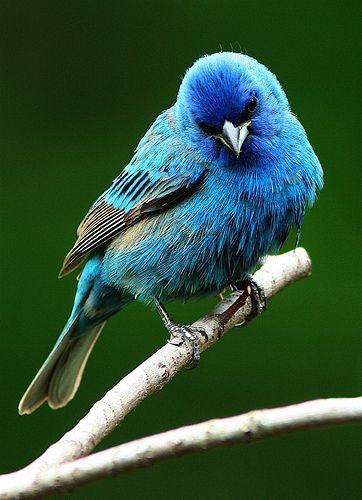 one came to me in a dream and helped me. i will now always love them   Indigo Bunting - by Jim Petranka Bunting Bird, Indigo Bunting, Ella Bella, Song Birds, Kinds Of Birds, Blue Birds, Nature Birds, Backyard Birds, All Birds