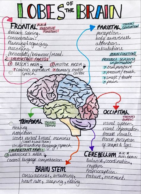 Brain Anatomy And Physiology, Nursing Anatomy Notes, Anatomy Of Brain Notes, Neuro Anatomy Notes, Neurobiology Notes, Anatomy Nursing Notes, Nursing Notes Anatomy And Physiology, Brain Notes Anatomy, Biology Brain Notes