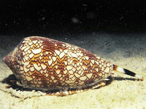 Dangerous and deadly sea creature_ Textile Cone Snail, photo by nationalgeographic.com Cone Snail, Deadly Animals, Beneath The Sea, Bottom Of The Ocean, Dangerous Animals, Sea Snail, Sea Slug, List Of Animals, She Sells Seashells