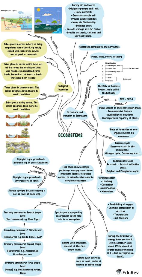 Biology Class 12 Mind Maps, Neet Biology Mind Maps, Neet Exam Notes Biology Tricks, Ecosystem Notes, Biology Mind Map, Neet Exam Notes, Ecology Notes, Neet 2023, Biology Class 12