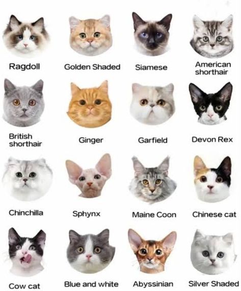 Kitten Breeds Chart, Cat Colors Chart, Cat Types, Types Of Cats Breeds, Cat Breeds List, Cat Breeds Chart, Cat Years, Dog Breeds List, Rare Cats