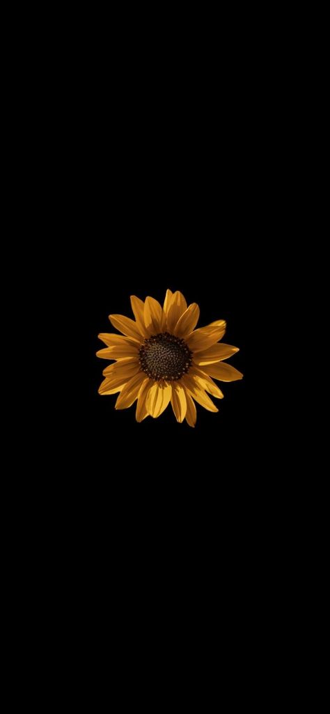 White Iphone Background, Sunflower Iphone Wallpaper, Beautiful Summer Wallpaper, Sunflowers Background, Background Hd Wallpaper, Sunflower Wallpaper, Whatsapp Wallpaper, White Iphone, Bear Wallpaper