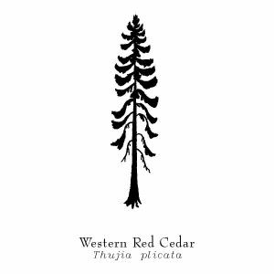 Western Red Cedar Western Red Cedar Tattoo, Red Cedar Tattoo, Scrimshaw Tattoo, Rain Healing, Cedar Tattoo, Western Red Cedar Tree, Tattoo Allergy, Tree Tat, Pnw Tattoo