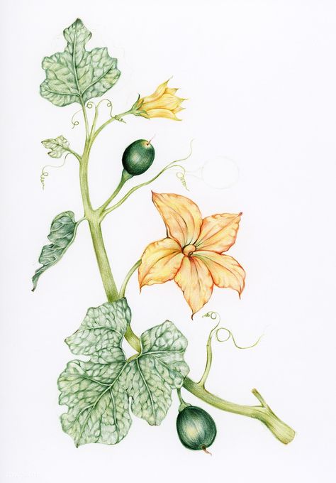 Pumpkin Flower Drawing, Pumpkin Vine Drawing, Pumpkin Flower Tattoo, Zucchini Tattoo, Pumpkin Vine Tattoo, Squash Illustration, Pencil Colouring, Squash Flowers, Botanical Artists