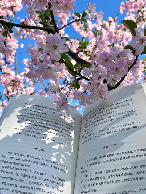 Cherry Blossom Spring Aesthetic, Sakura Blossoms Aesthetic, Pink Sakura Aesthetic, Mitsuri Aesthetic, Sakura Nails, Aesthetic Sakura, 2025 Aesthetic, Sakura Aesthetic, Spring Cherry Blossoms