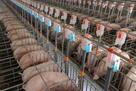 ​Pig production in Canada Pig Farm, Pig House, Pig Farming, Bones And Muscles, Animal Welfare, Pigs, Better Life, Farm Animals, Life Is Good