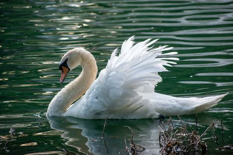 Thanks to Robert Woeger for making this photo available on @unsplash 🎁 John Keats, Birds Wallpaper Hd, Framed Landscape Art, Swan Pictures, Swan Bird, Mute Swan, Landscape Canvas Art, Lake Pictures, Bird Wallpaper