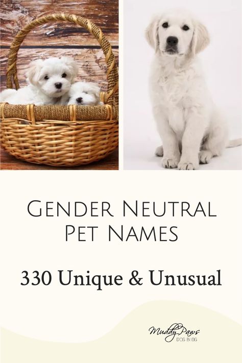 Female Dog Names List, Androgynous Names, Pet Names For Girls, Female Pet Names, Puppy Names Unique, Girl Pet Names, Boy Puppy Names, Pet Names For Dogs, Dogs Names List