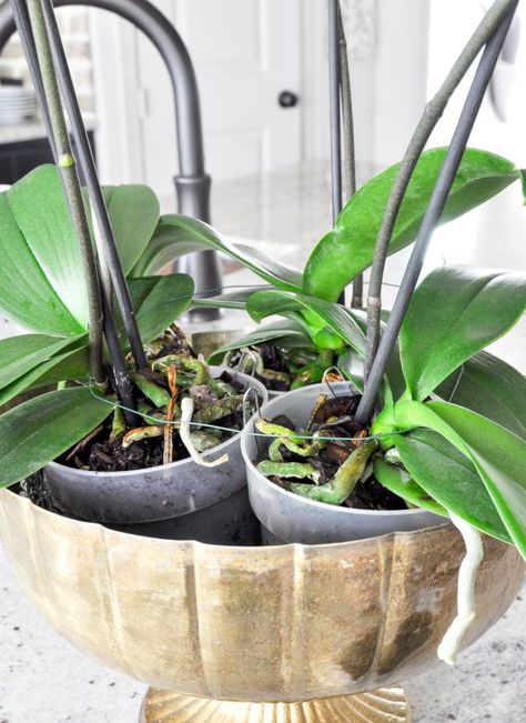 Large Orchid Planter, Large Orchid Arrangement, Orchids In Bathroom, Orchid Centerpiece Ideas, Orchids Arrangements Ideas, Orchid Centerpiece Dining Room, Orchid Arrangements Centerpieces, Orchid Centerpiece Diy, Orchid Styling