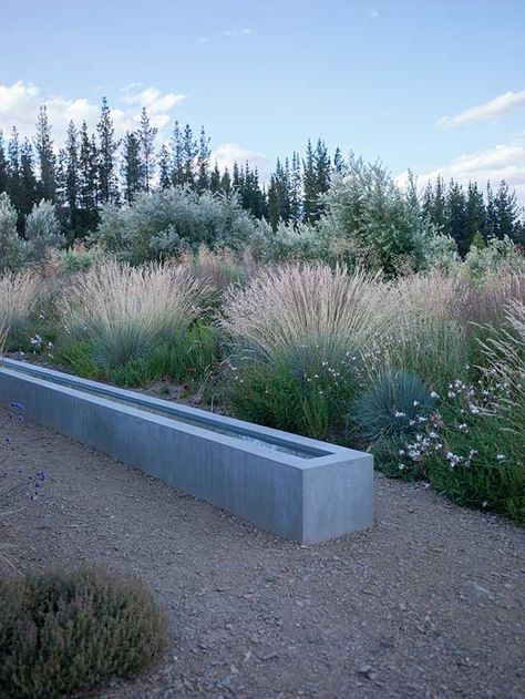 Dry Garden Australia, Dry Climate Garden, Ornamental Grasses Australia, Frost Tolerant Plants Australia, Drought And Frost Tolerant Garden Australian, Grass Trees Australia, Blue Oat Grass, Water Wise Landscaping, Central Otago