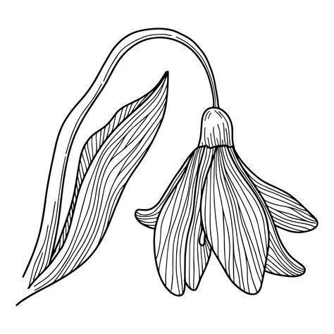 Snowdrop Flower, Doodle snowdrop with stem and leaves, A sketch of the first spring flower, Snowdrop flower with line art , Snowdrops Flower Drawing, Snowdrop flower printed design for t shirt design Snowdrops Flower, Flower Snowdrop, Snowdrop Flower, Flower Doodle, Design For T Shirt, T Shirt Design Vector, Heart Tree, Flower Doodles, Cityscape Photos