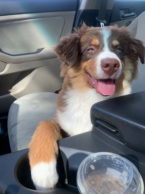 Australian Shepard puppy- shotgun rider Dog Aesthetic Australian Shepard, Australian Shepherd Aesthetic, Shepard Puppy, Medium Size Dogs, Preppy Dog, Australian Shepherd Puppy, Cute Dogs Images, Very Cute Puppies, Urine Stains