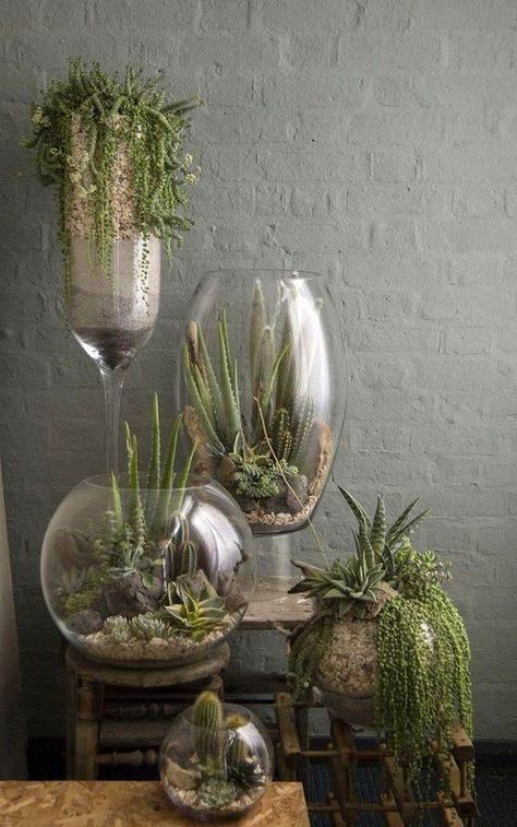 DIY terrarium ideas glass containers succulents house plants ideas Diy Succulent Terrarium, نباتات منزلية, Succulent Garden Diy, Air Plant Terrarium, Easy Coffee, Succulent Gardening, Kitchen Tables, Terrarium Diy, Garden Terrarium