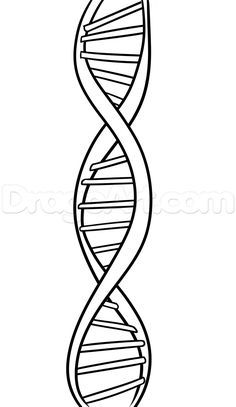 How to Draw DNA, Step by Step, Anatomy, People, FREE Online ... Dna Drawing, Learn To Draw People, Dna Project, Dna Art, Dna Tattoo, Dna Helix, Body Ideas, Draw People, Human Figures