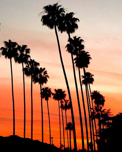 Orange Theme Aesthetic, Orange Sunsets, Los Angeles Palm Trees, Palm Tree Photography, Palm Tree Pictures, Dramatic Clouds, Photo Orange, California Palm Trees, La Photography