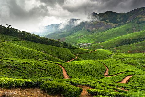 Life of Pi Film Locations Kerala Beauty, Fire Animation, Cracked Wallpaper, Mountains Aesthetic, Cameron Highlands, Sharp Photo, Exotic Beaches, Western Ghats, Munnar