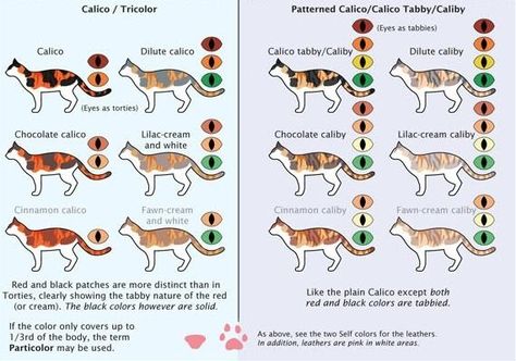 Cat Meow Meaning, Cat Genetics, Cat Library, Copic Combos, Cat Facts Text, Feline Anatomy, Pattern Combinations, Colors Chart, House Cats