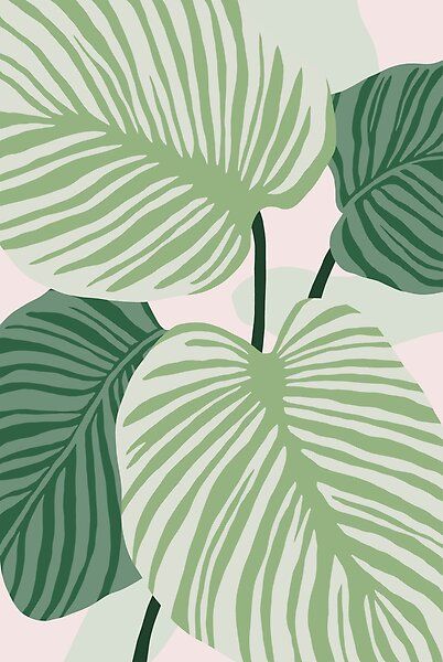 Tropical Calathea leaves in lush shades of green and pink. Abstract illustration for a boho aesthetic. Art by Miss Belle Boho Aesthetic Art, Tropical Leaves Illustration, Pink And Green Wallpaper, Boho Background, Green Artwork, Boho Painting, Boho Poster, Green Pictures, Leaves Illustration