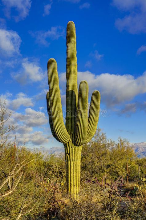 Saguaro Drawing, Cowboy House, Potion Maker, Tall Cactus, Cactus Wren, Rahul Mishra, Saguaro National Park, Cactus Drawing, Arizona Road Trip