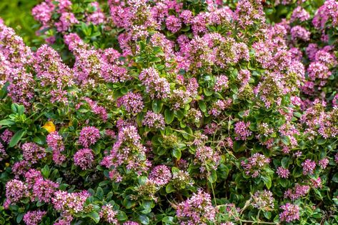 Pennsylvania Sedge Lawn, Escallonia Hedge, Pruning Overgrown Lilacs, Escallonia Apple Blossom, Wrightia Antidysenterica, Zinderella Lilac Zinnia, Partial Shade Plants, Soil Conditioner, Shade Shrubs