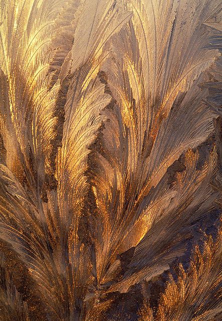 Frost on Window  - this is stunning. looks like frozen foliage. I know it is not. Jack Frost, Frost On Window, Star Dust, Soyut Sanat Tabloları, Dragon Age Inquisition, Gold Aesthetic, All That Glitters, Mellow Yellow, Patterns In Nature